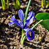 Iris reticulata Blue - Miniature