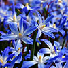Chionodoxa lucilaea Glory of the Snow