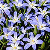 Chionodoxa lucilaea Glory of the Snow