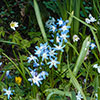 Chionodoxa lucilaea Glory of the Snow
