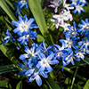 Chionodoxa lucilaea Glory of the Snow