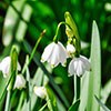 Leucojum aestivum Summer Snowflake