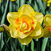 Daffodil Tahiti