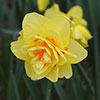 Daffodil Tahiti
