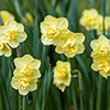 Daffodil Yellow Cheerfulness