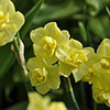 Daffodil Yellow Cheerfulness