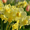 Daffodil Yellow Cheerfulness