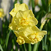 Daffodil Yellow Cheerfulness