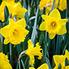Daffodil Trumpet Yellow Daffodil Trumpet Yellow
