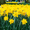 Daffodil Trumpet Yellow Daffodil Trumpet Yellow
