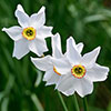 Daffodil Pheasants Eye