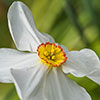 Daffodil Pheasants Eye