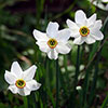 Daffodil Pheasants Eye