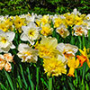 Mixed Daffodil Collection