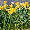 Mixed Daffodil Collection