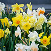Mixed Daffodil Collection