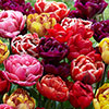 Springtime Double Tulips