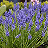 Muscari armeniacum Grape Hyacinth