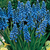 Muscari armeniacum Grape Hyacinth