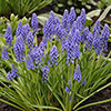 Muscari armeniacum Grape Hyacinth