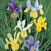Dutch Iris Mix