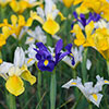 Dutch Iris Mix