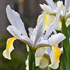 Dutch Iris Mix