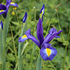 Dutch Iris Mix