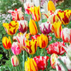 Tulip Rembrandt Mix