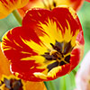 Tulip Rembrandt Mix