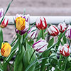 Tulip Rembrandt Mix