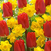 Early Red Tulip and Narcissus Daffodil Tte--Tte Mix