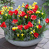 Early Red Tulip and Narcissus Daffodil Tte--Tte Mix