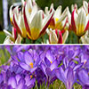 First Spring Tulip and Crocus Mix