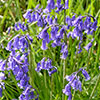 English Bluebells