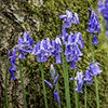 English Bluebells