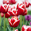 Tulips Miniature Red/White