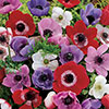Anemone De Caen Mix