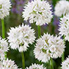 Allium Value Collection