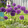 Allium Value Collection