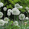 Allium Value Collection