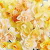 Narcissus Citrus Sorbet Mix Narcissus Citrus Sorbet Mix