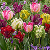 Tulip Parrot Mix