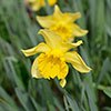 Narcissus King Alfred Narcissus King Alfred