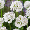Allium Graceful Beauty Allium Graceful Beauty