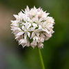 Allium Graceful Beauty Allium Graceful Beauty