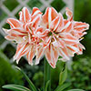Amaryllis Dancing Queen