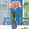 Amaryllis Dancing Queen
