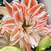 Amaryllis Dancing Queen