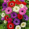 Anemone St Brigid Mixed